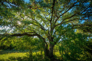 Parten Trails, Parten Hiking, Parten Biking, Parten outdoors, Village Builders, Lennar, Parten builder, our builders, SW Austin, Parten, Parten Texas, SW Texas, Dripping Springs